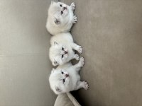 Safkan Ve İri Cins British Shorthair Anne Altından