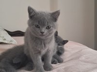 2 Aylık british shorthair bebekler