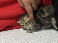 Golden Tabby Yavru Kedimiz
