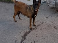 Belçika kurdu yavrusu