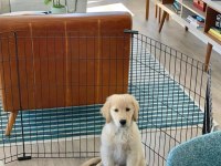 Ruhsatlı Köpek Çifliğinden Golden Yavrular A Scrli