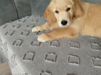 Golden retriever Şila kızımız