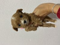 Teacup Kore Maltipoo