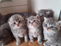 Teslime hazır british longhair bebekler