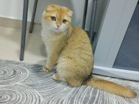 Golden scottish fold kızımız yeni yuvasını arıyor