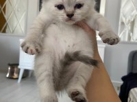 Dişi SCOTTİSH 2 aylık Mavi göz Kırık kulak