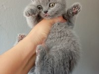 50 günlük dişi gri british shorthair yavrumuz