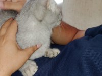 Ücretsiz British Shorthair Kedimiz