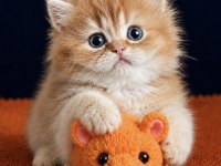 British longhair Golden Yavrular