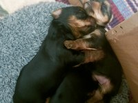 Yorkshire terrier yavru