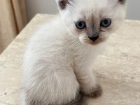 British Shorthair Blue Point 45 Günlük Mavi Boncuk