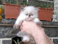 YAVRU İRAN KEDİSİ 53 GÜNLÜK