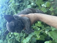KAPLAN DESENLİ FRENCH BULLDOG (BRENDLE)