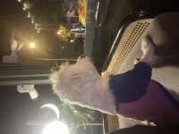 White terrier dişi 1 yaşında