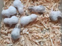 Hamster yavrular bursa