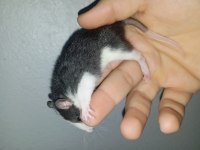 Ele Alışık Rat Yavrular