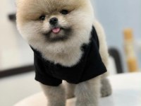 Sağlık ve ırk garantili Pomeranian Boo