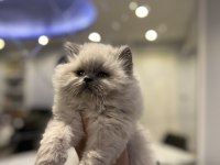 BRITISH LONGHAIR MAVİ GÖZLÜ YAVRULARIM 