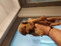 Toy poodle garantili