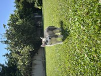 Dişi ve Erkek Husky Yavruları 1 Aylık