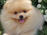 Pomeranian Boo Dişi Üst Kaliteli