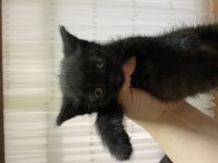 1.5 aylık British shorthair erkek yavrumuza yuva arıyoruz