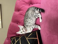Silver Bengal Yavruları ( Faturalı) 