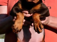 Türkiyenin en güvenilir çiftliğinden doberman