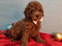 Oyuncak değil gerçek poodle