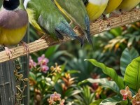 Goldian Finch (gökkuşağı ispinozu)