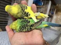 Jumbo Muhabbet Yavrular Konuşturmalık
