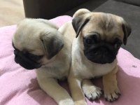 Pug mops yavrular