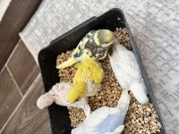 Ev üretimi minik muhabbet kuşlar