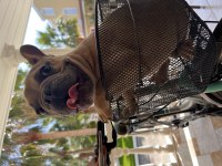 Orijinal ve Sağlıklı French Bulldog
