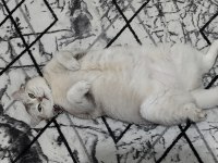 3,5 yaşında dişi british shorthair