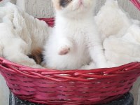 Calico exotic shorthair aşkları