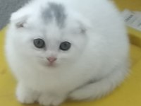 2 aylık teslime hazır scottish fold yavrular