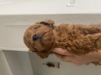 Toy poodle köpeğimiz