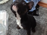 A+A kalite merle french bulldog