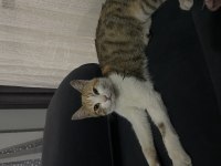 Kedimin acil yuvaya ihtiyacı var