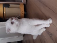 5 aylık erkek scottish fold
