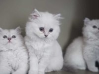British longhair yavrularımıza ömürlük yuva arıyoruz