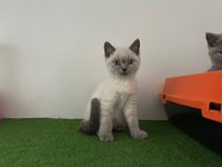 Bluepoint yavru british shorthair