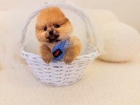 Teddy bear pomeranian