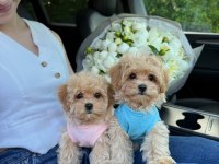 Maltipoo yavrularımız son 2