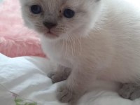 2 güne teslim british shorthair balıkesir merkez