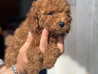 0 NUMARA TOY POODLE KIZIMIZ