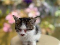 İKİ GÖZÜ DE GÖRMÜYOR KEDİMİZİN ÇOK ACİL YUVA