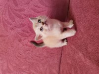 Ev ortamında büyümüş kedimin british shorthair yavrular