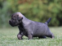 FCI secereli Schnauzer yavruları